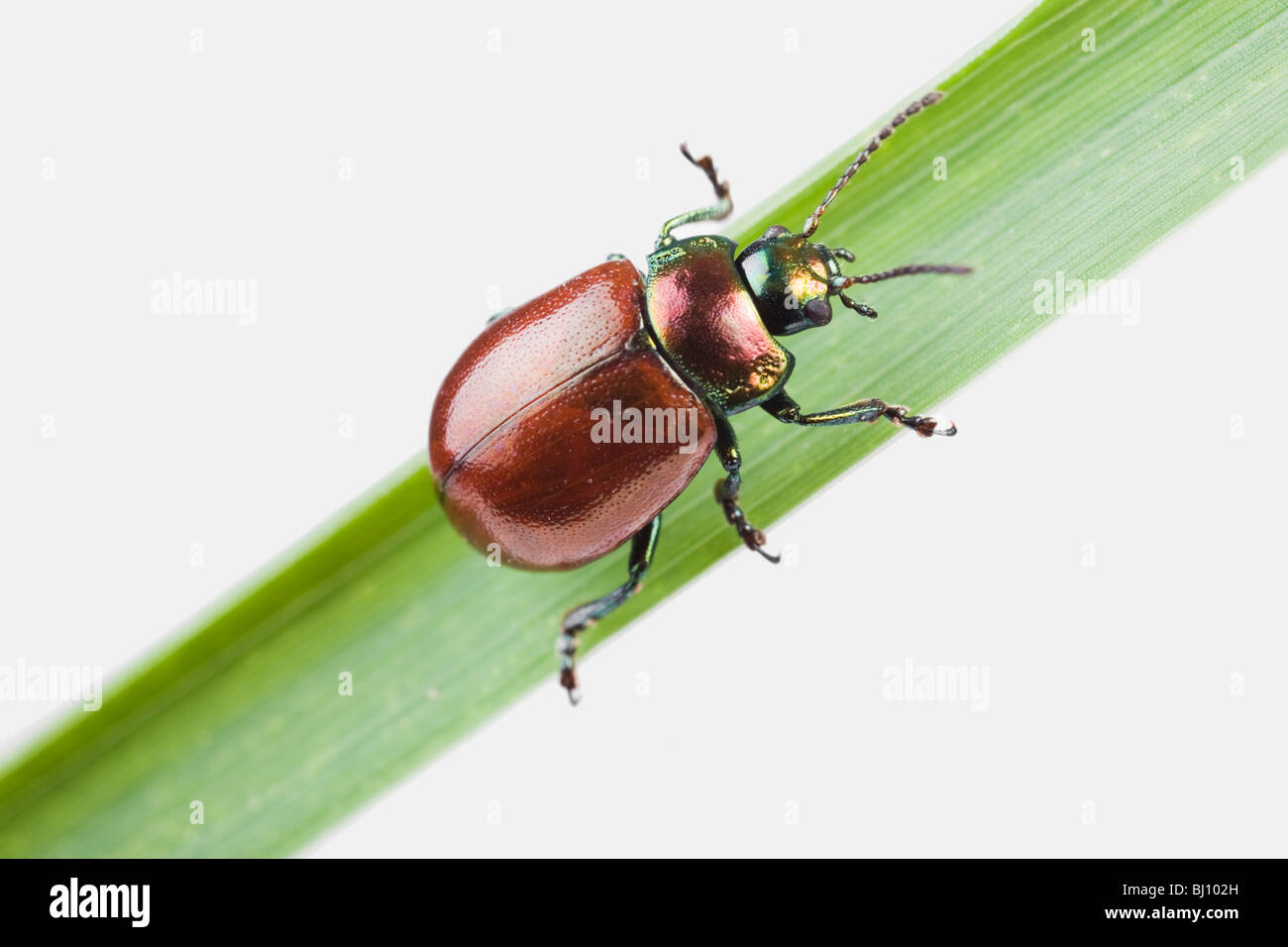 Knotgrass Getreidehähnchen (Chrysolina Polita) Stockfoto