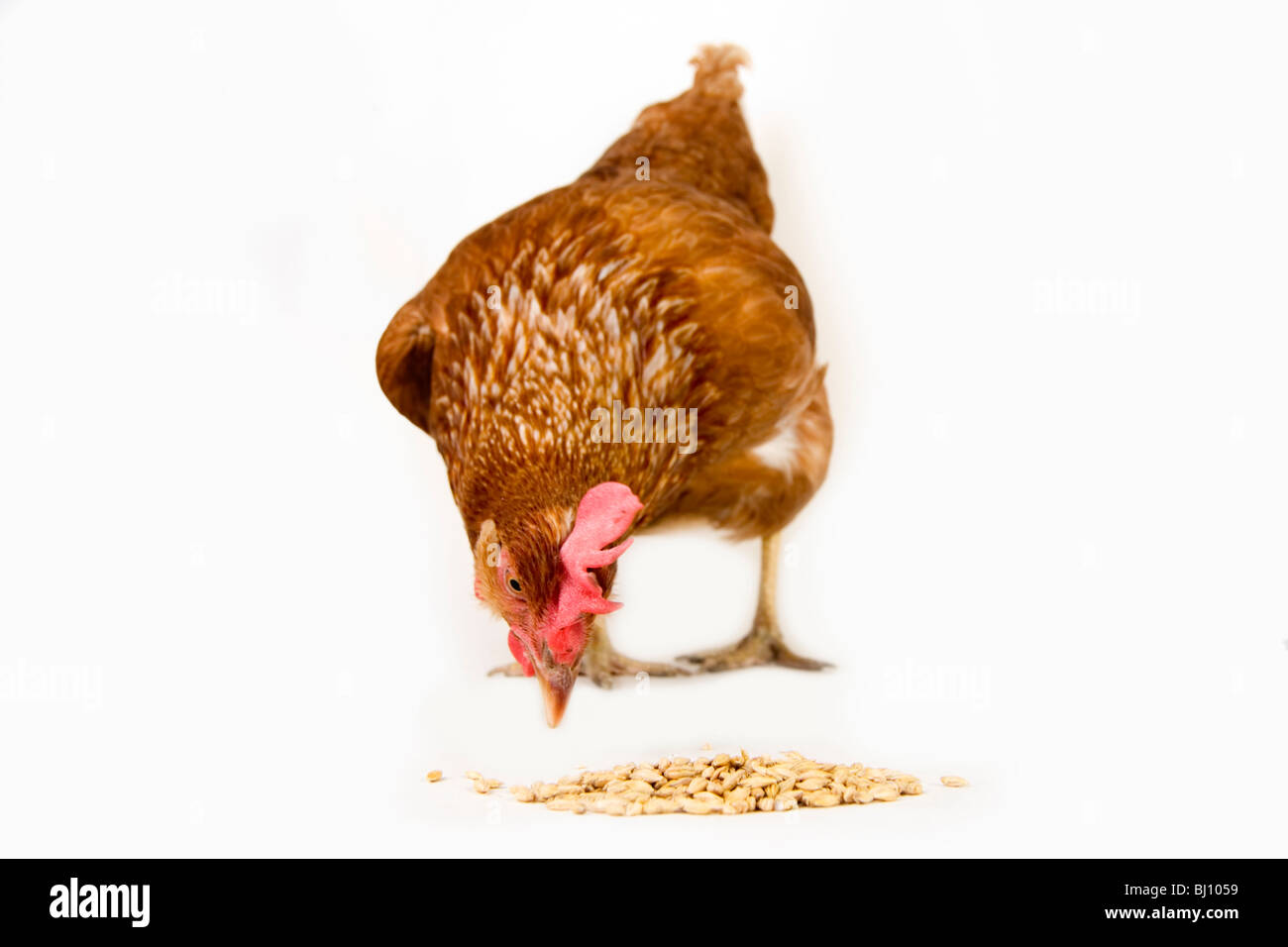 Hähnchen essen Stockfoto