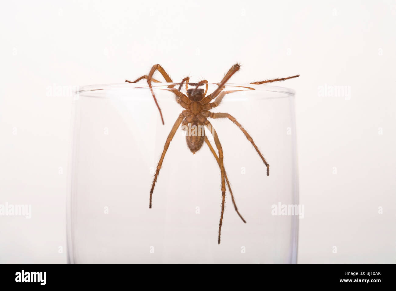 Spinne in einem glas Stockfoto