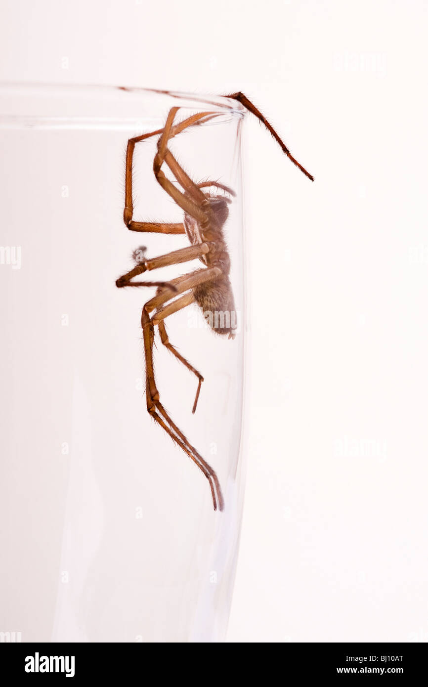 Spinne in einem glas Stockfoto