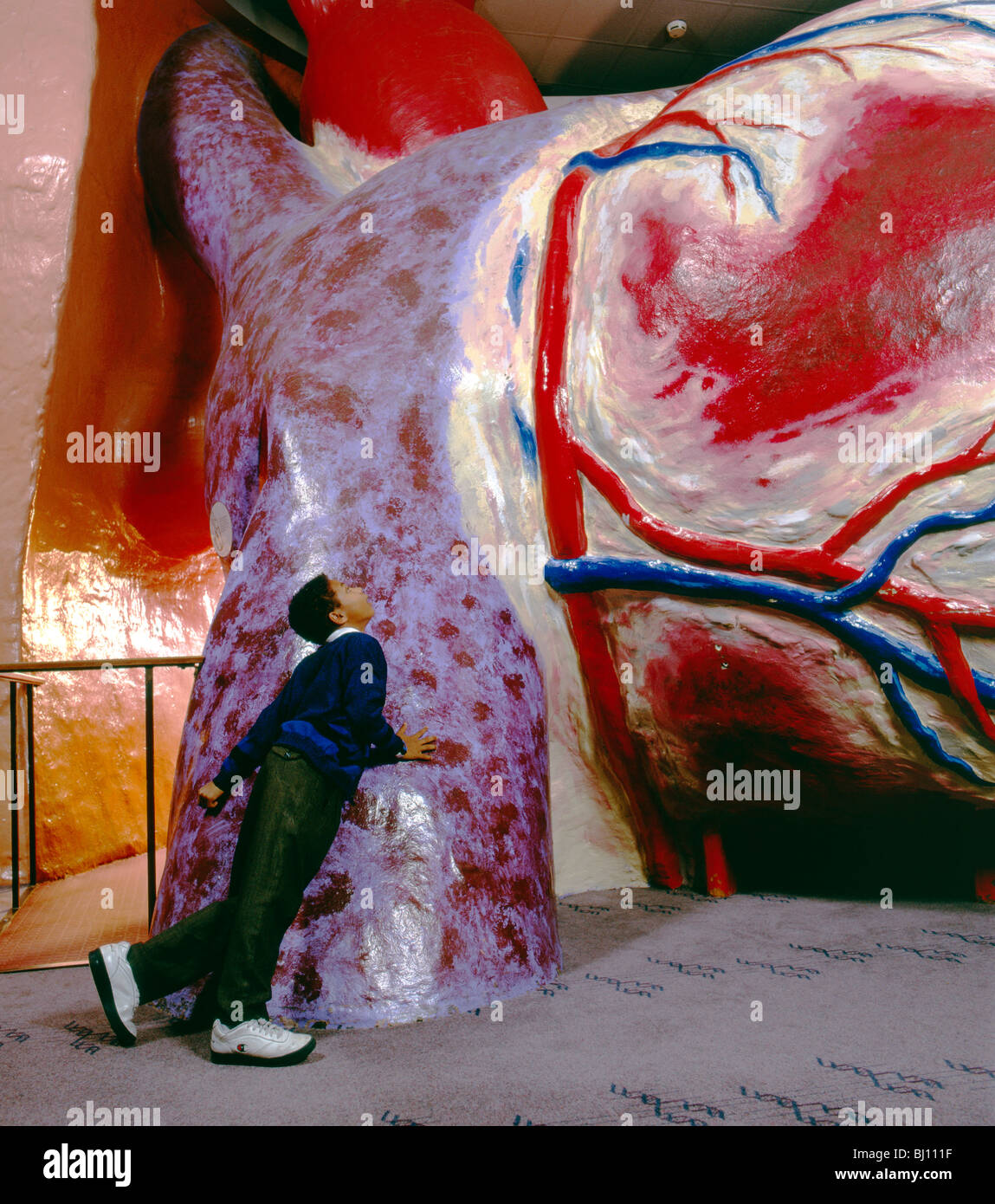 Ein afrikanische amerikanisches Kind erforscht das überdimensionale Modell eines menschlichen Herzens bei Franklin Institute Science Museum Philadelphia PA Stockfoto