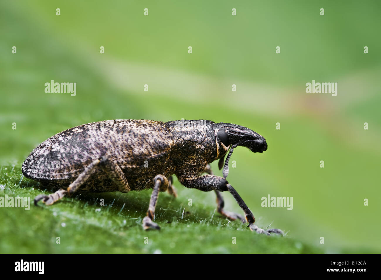 Rüsselkäfer (Curculionidae) Stockfoto