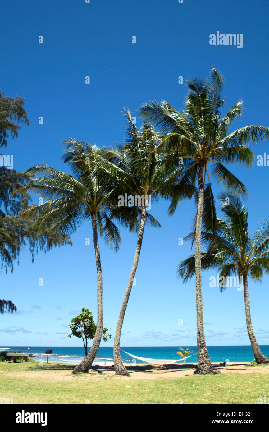 Hängematte zwischen zwei Palmen Ha'ena Strand Kauai HI geschleudert Stockfoto