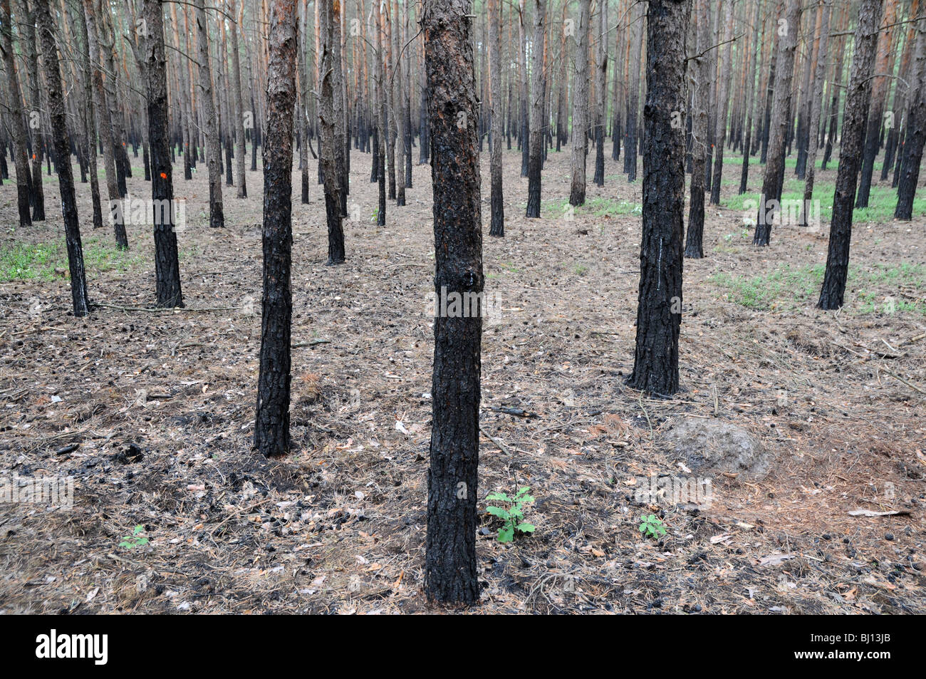 verkohlte Stämme nach Brand im Wald Stockfoto