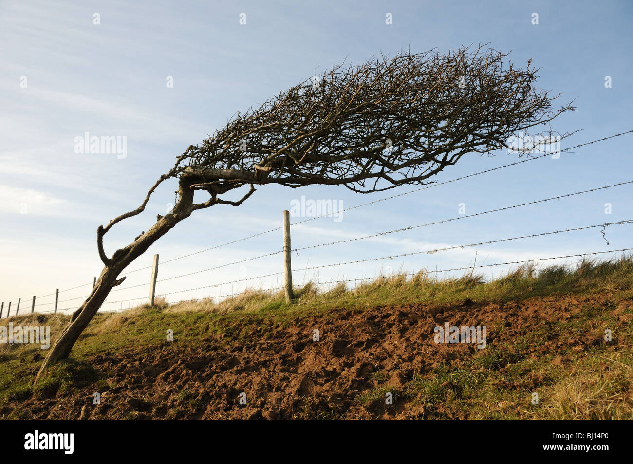 Windgepeitschten Baum Stockfoto