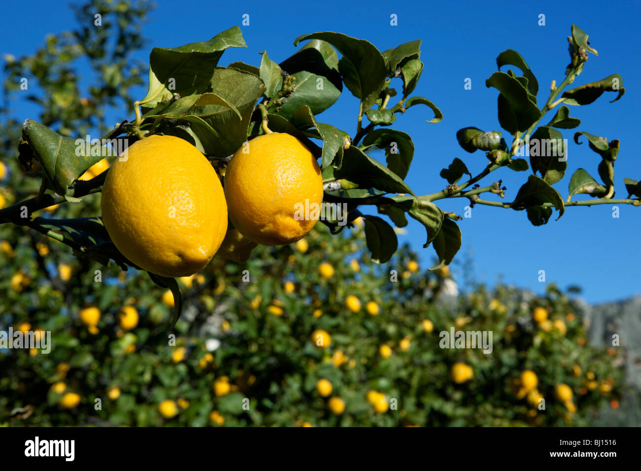 Zitronen am Baum Stockfoto