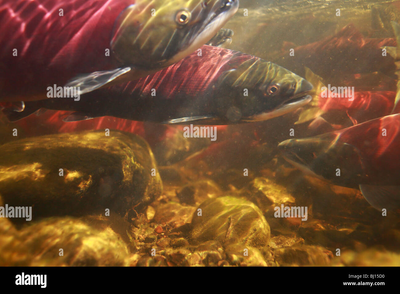 Unterwasserbilder von Sockeye Lachse Rückkehr zum Laichen, Babine Lake, British Columbia Stockfoto