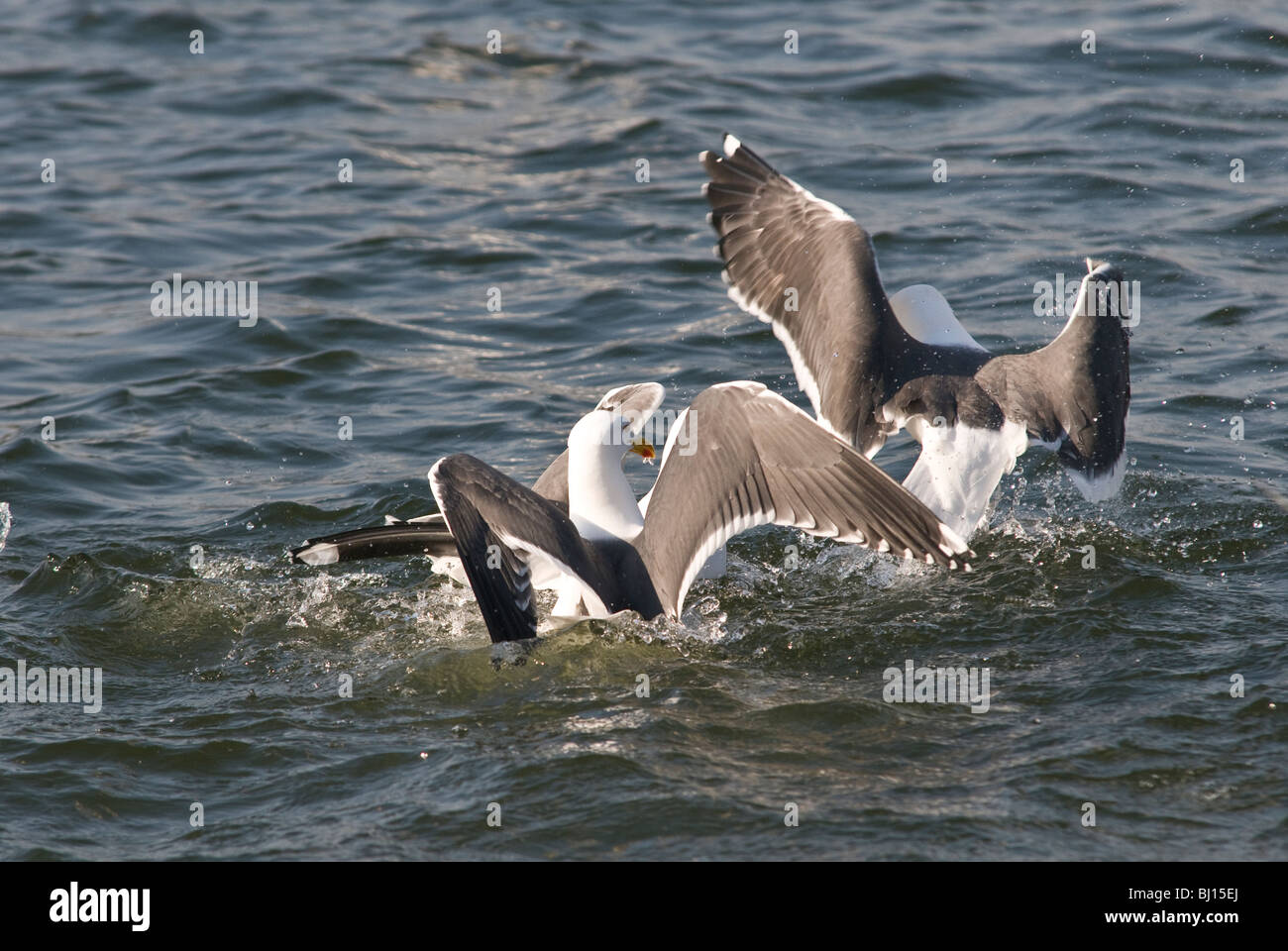 Weniger Schwarz unterstützte Gulls, die in einem See über Essen quietschten. Diese Vögel können aggressiv sein, wenn es um Nahrung und gemeinsame Nutzung geht. Stockfoto