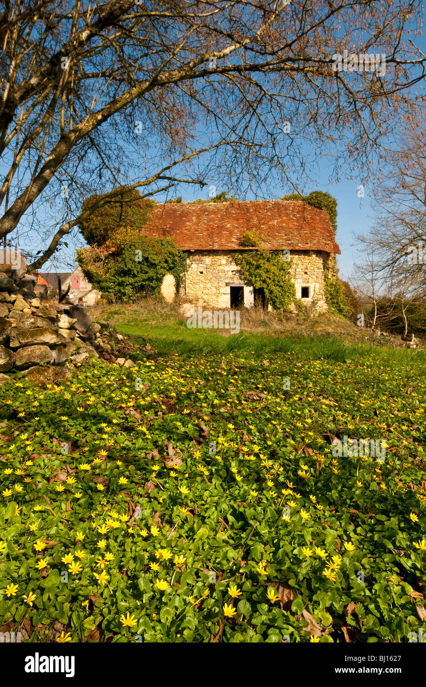 Bauernhaus aus dem 15. Jahrhundert und Teppich von kleinen Schöllkraut Wildpflanzen - Indre-et-Loire, Frankreich. Stockfoto