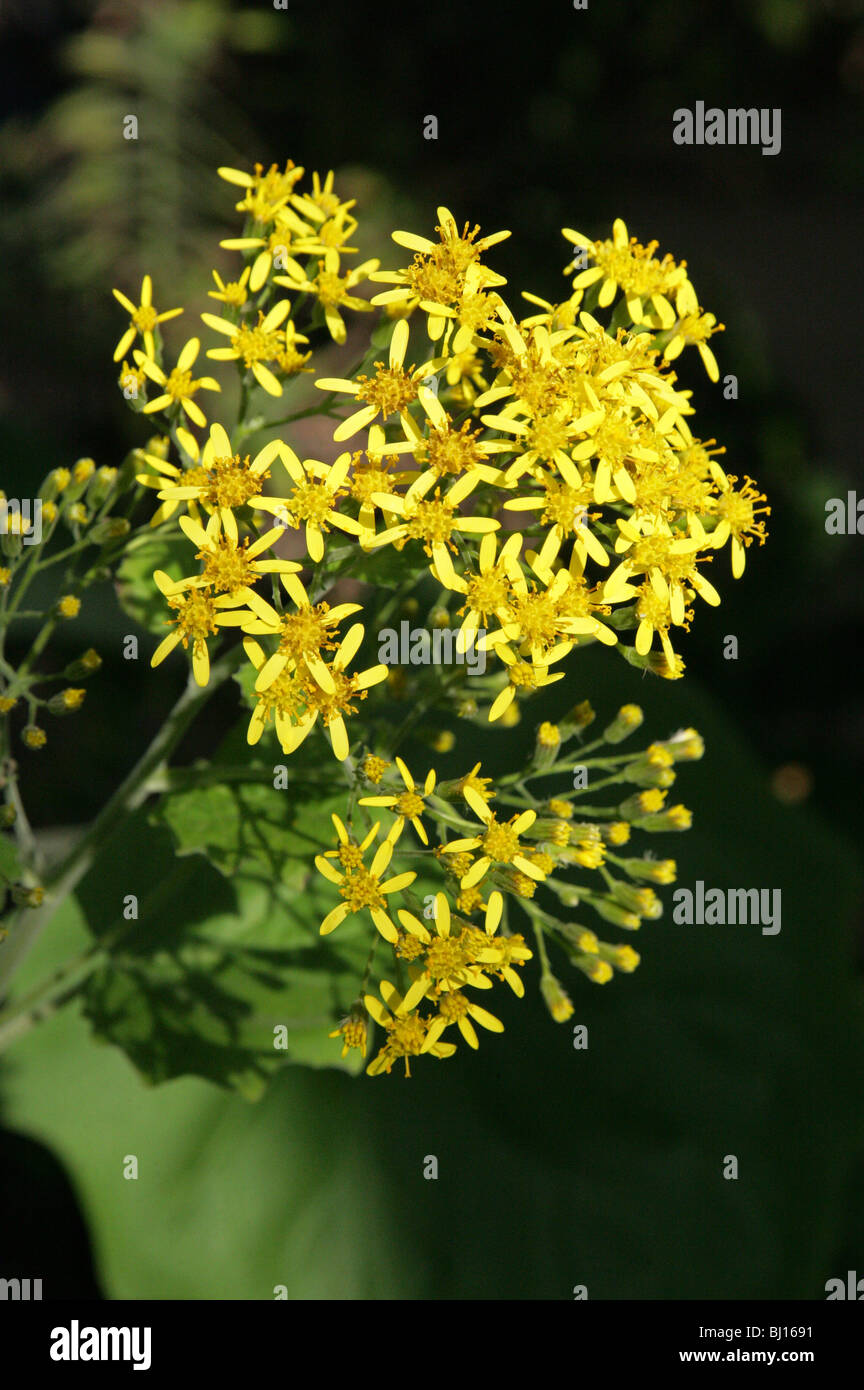 Samt Kreuzkraut, Senecio Petasites, Asteraceae, Südamerika Stockfoto