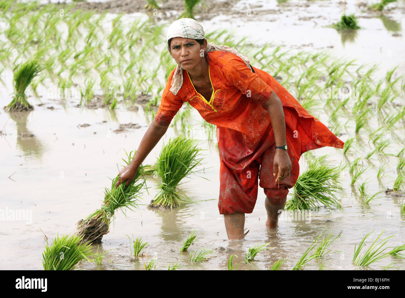 Ihre Landsfrau arbeitet an einem Reisfeld, Larkana, Pakistan Stockfoto