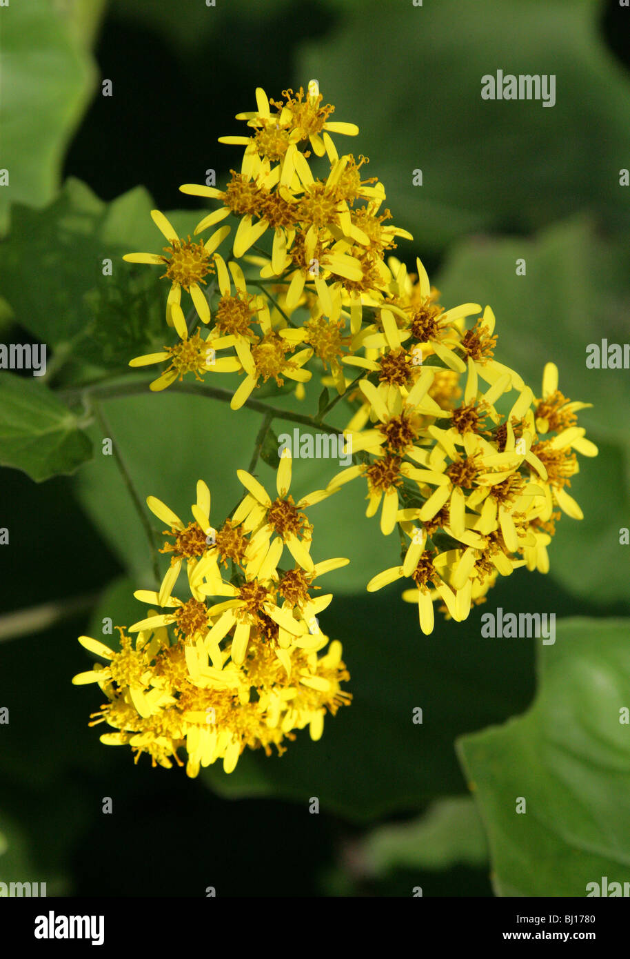 Samt Kreuzkraut, Senecio Petasites, Asteraceae, Südamerika Stockfoto