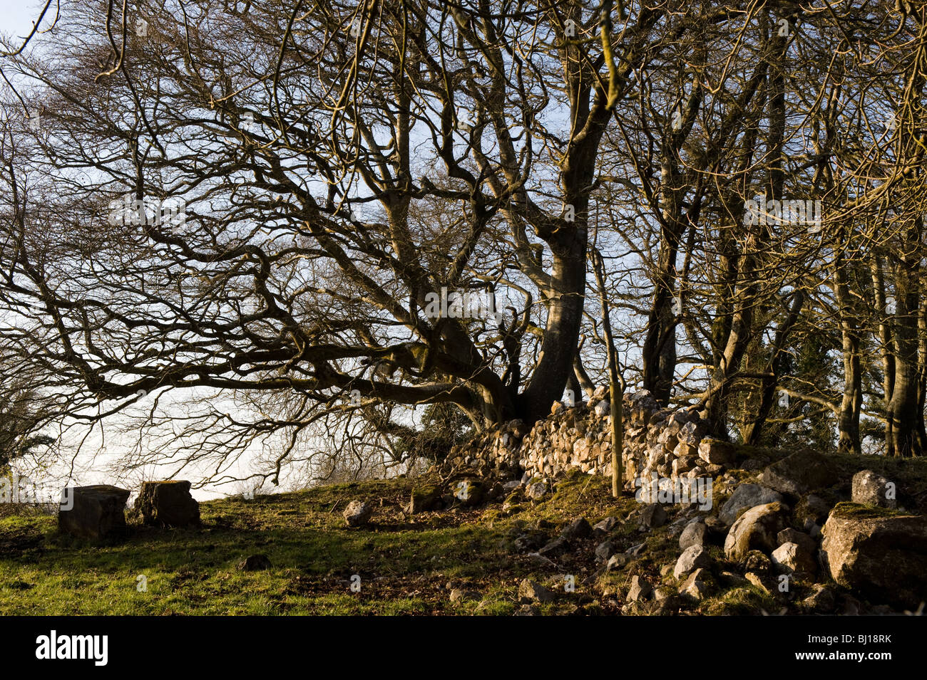 Alte Steinmauer in einem Feld, Keelogues, Co. Mayo, Irland heruntergefallen. Stockfoto