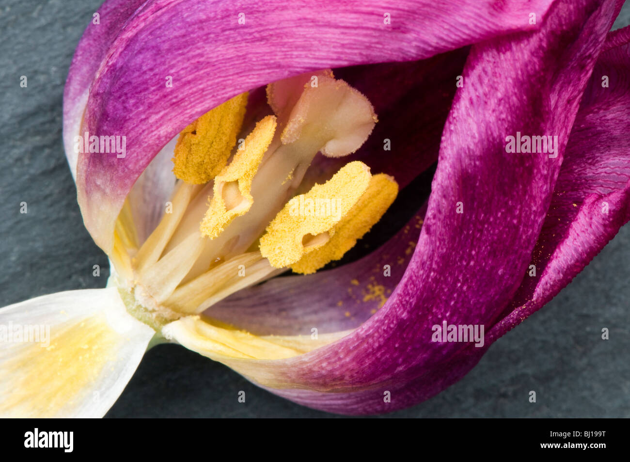 Nahaufnahme von der Innenseite einer sterbenden lila Tulpe Blume Stockfoto