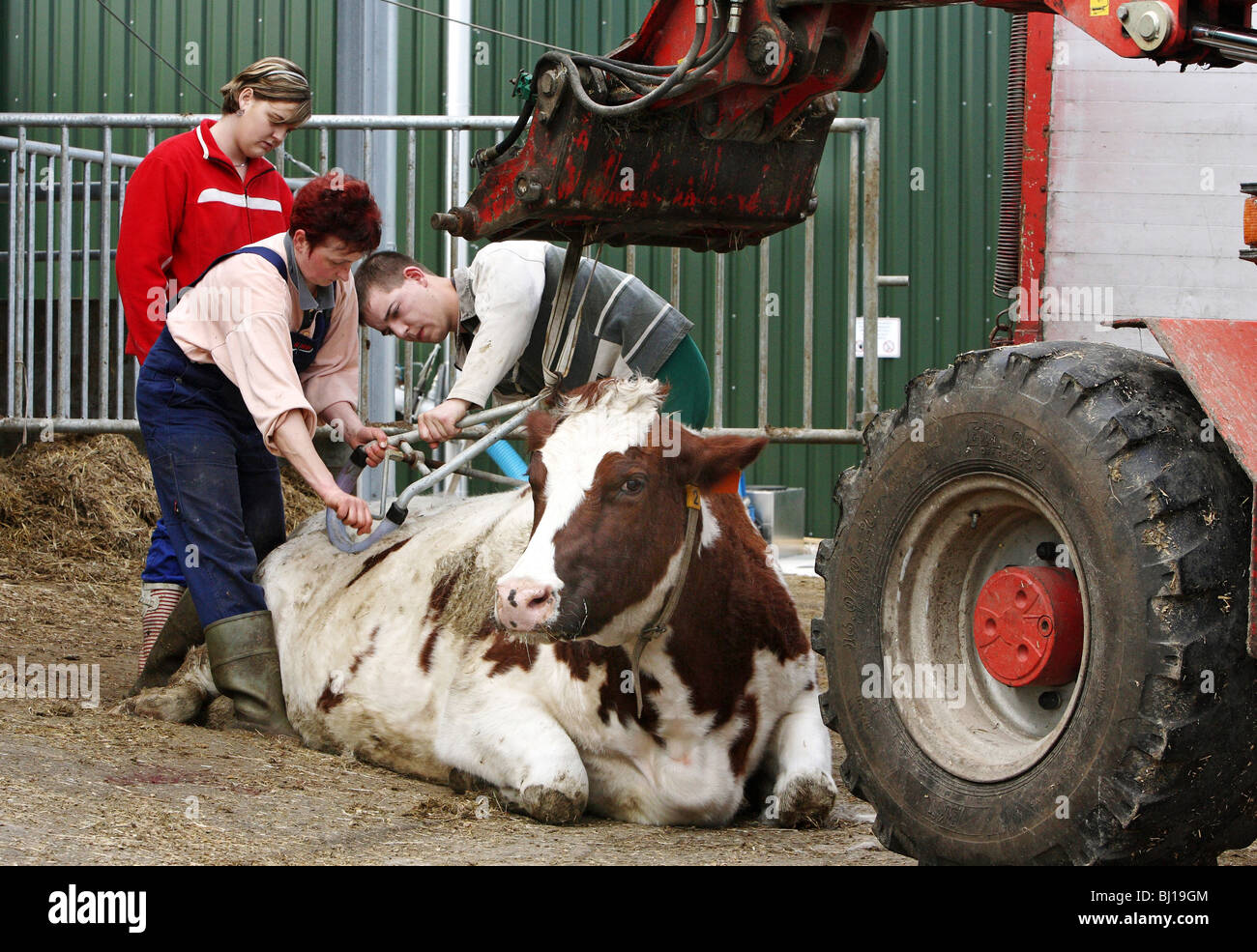 Landarbeiter, die versuchen, eine Kuh, aufzustehen, Kloster Lehnin, Deutschland Stockfoto