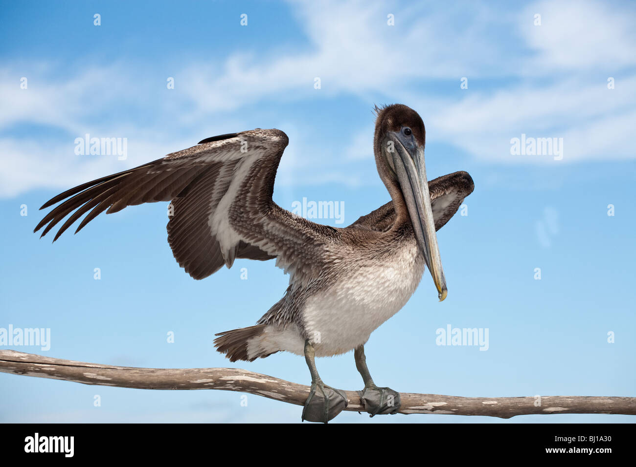 Unreife Brown Pelican, flugbereit. Ein braunen Pelikan mit seinen Flügeln erweitert teilweise begrüßt Besucher Rio Lagardos Stockfoto