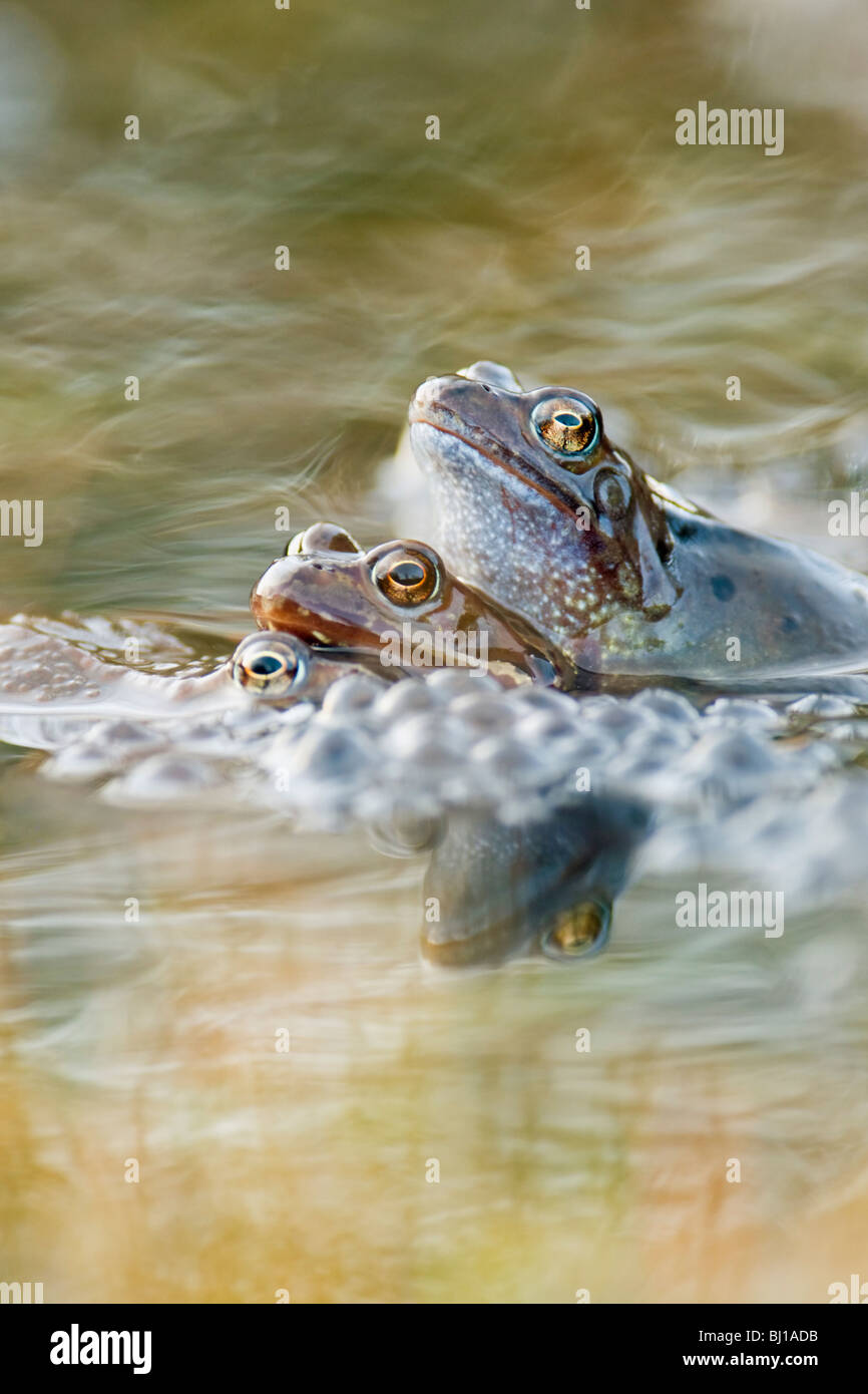 Paar der gemeinsamen Frösche Paarung Stockfoto