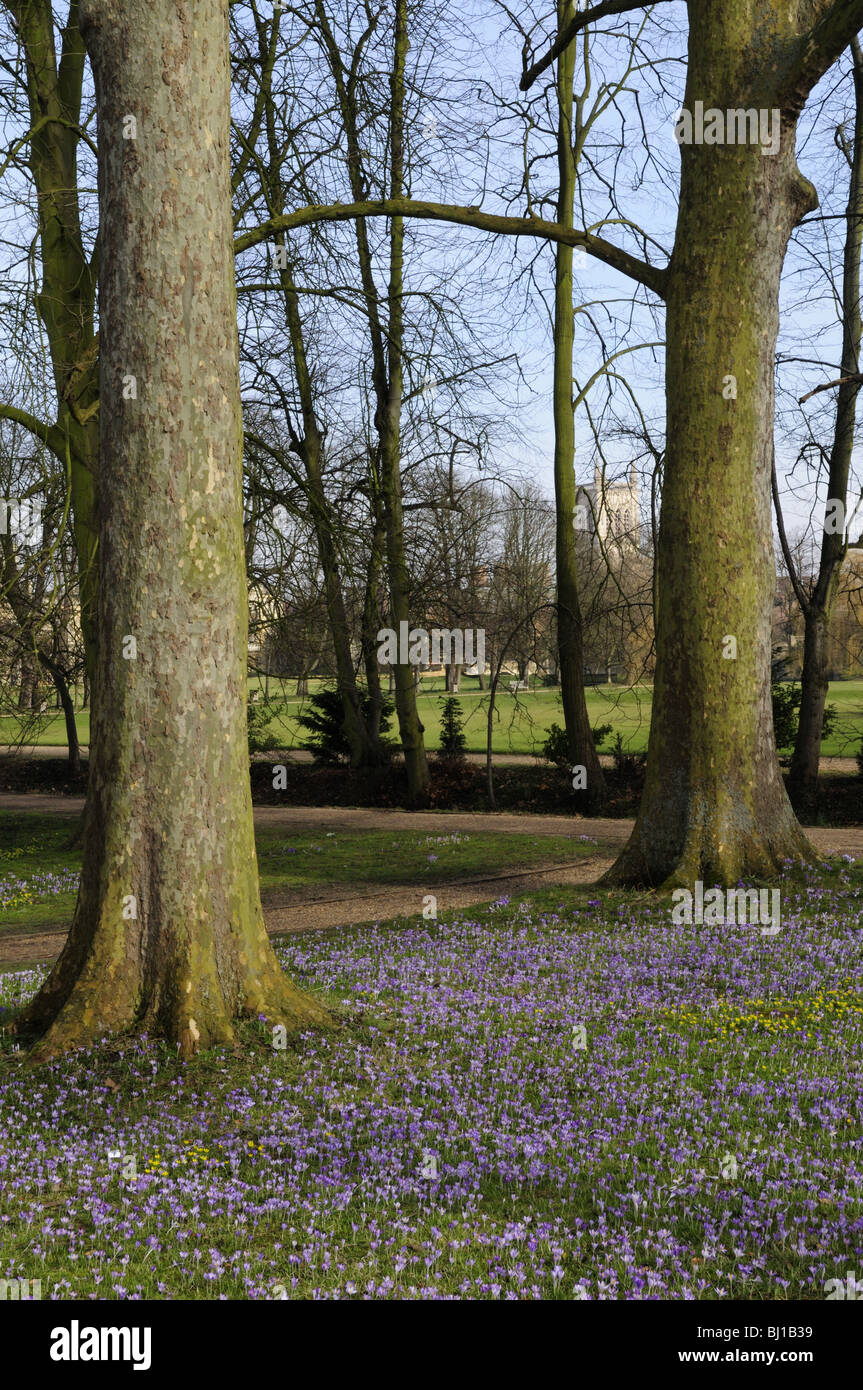 Krokusse blühen entlang The Backs, Cambridge, England UK Stockfoto