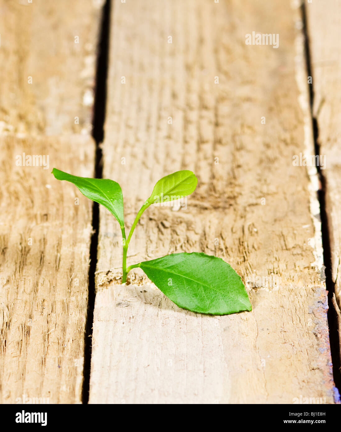 Auf dem Holzboden Wächst kleine Pflanze Stockfoto