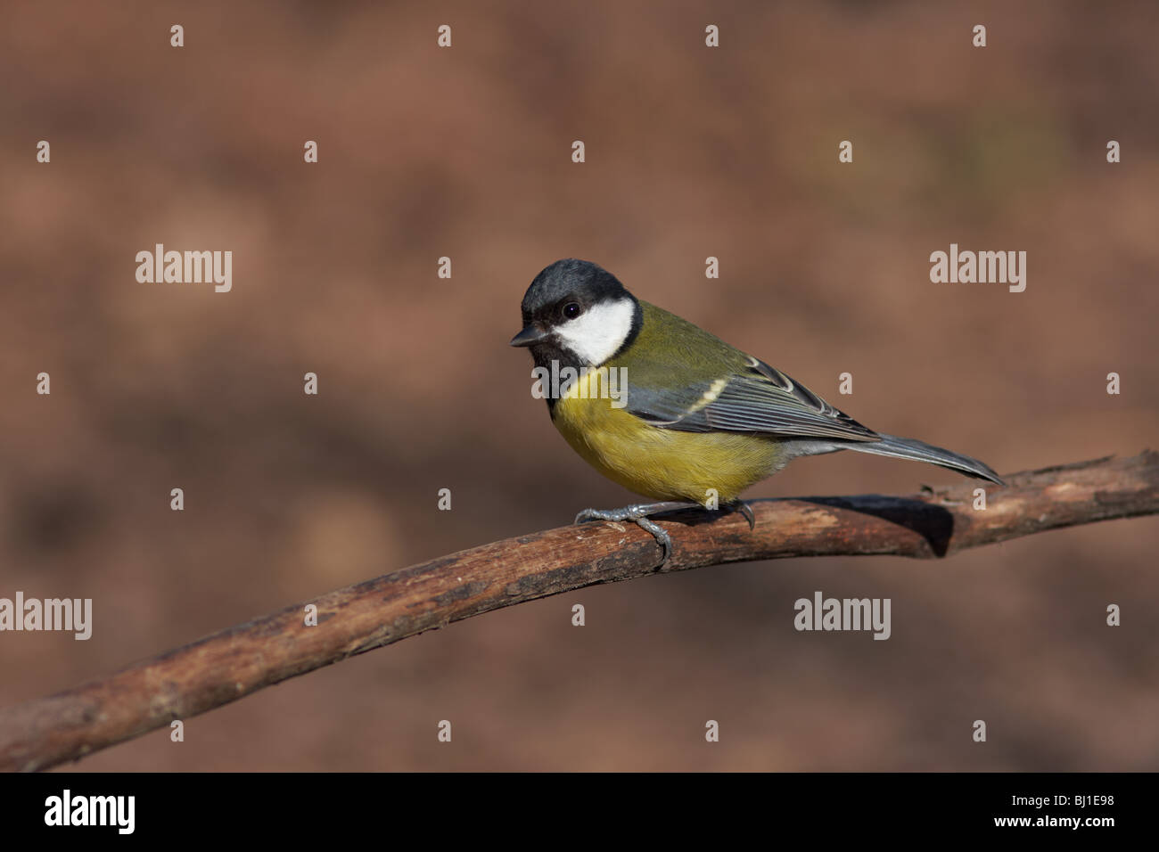 Kohlmeise thront auf Zweig Stockfoto