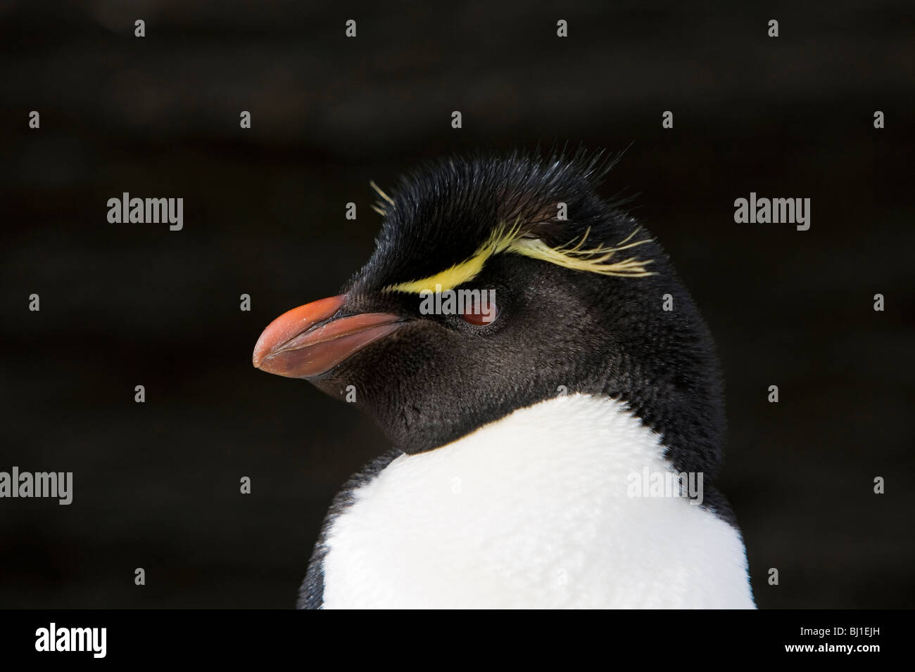 Rockhopper Penguin Eudyptes Chrysocome Felsenpinguin Saunders Island Falkland-Inseln Stockfoto