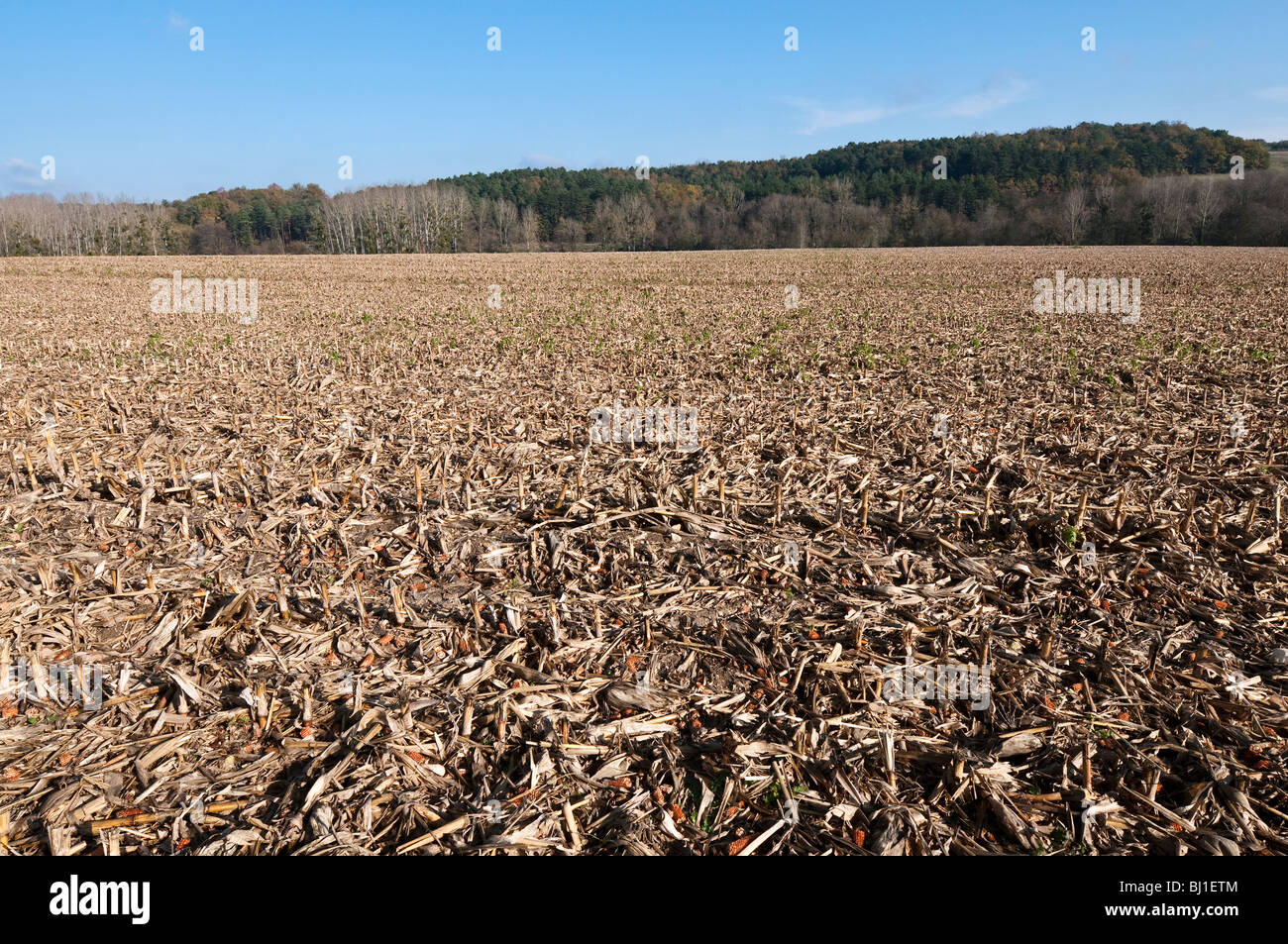 Ackerland Abfälle nach der Ernte Mais / süßer Mais - Indre-et-Loire, Frankreich. Stockfoto