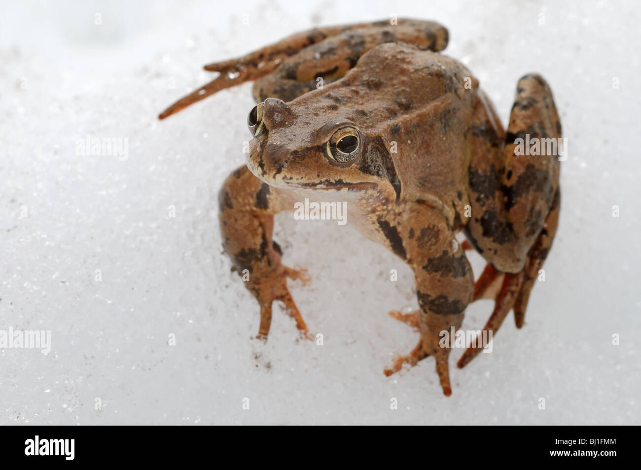 Frosch auf Schnee Stockfoto