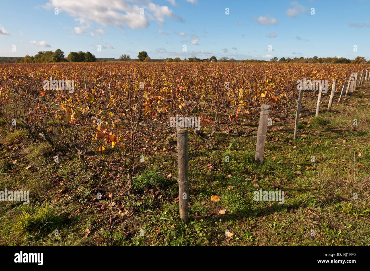 Weinreben nach der Ernte - Sud-Touraine, Frankreich. Stockfoto