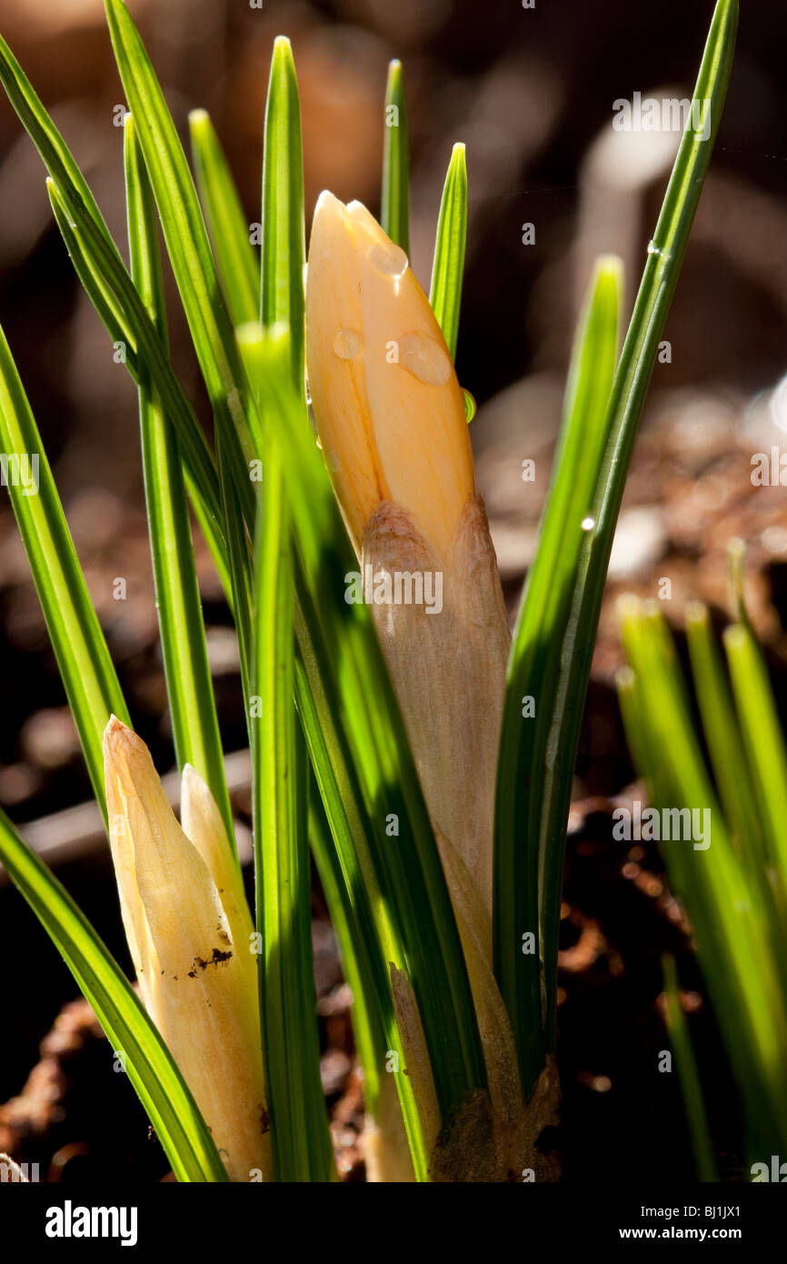 Crocus Knospen, die zu Beginn des Frühlings zu blühen beginnen Stockfoto