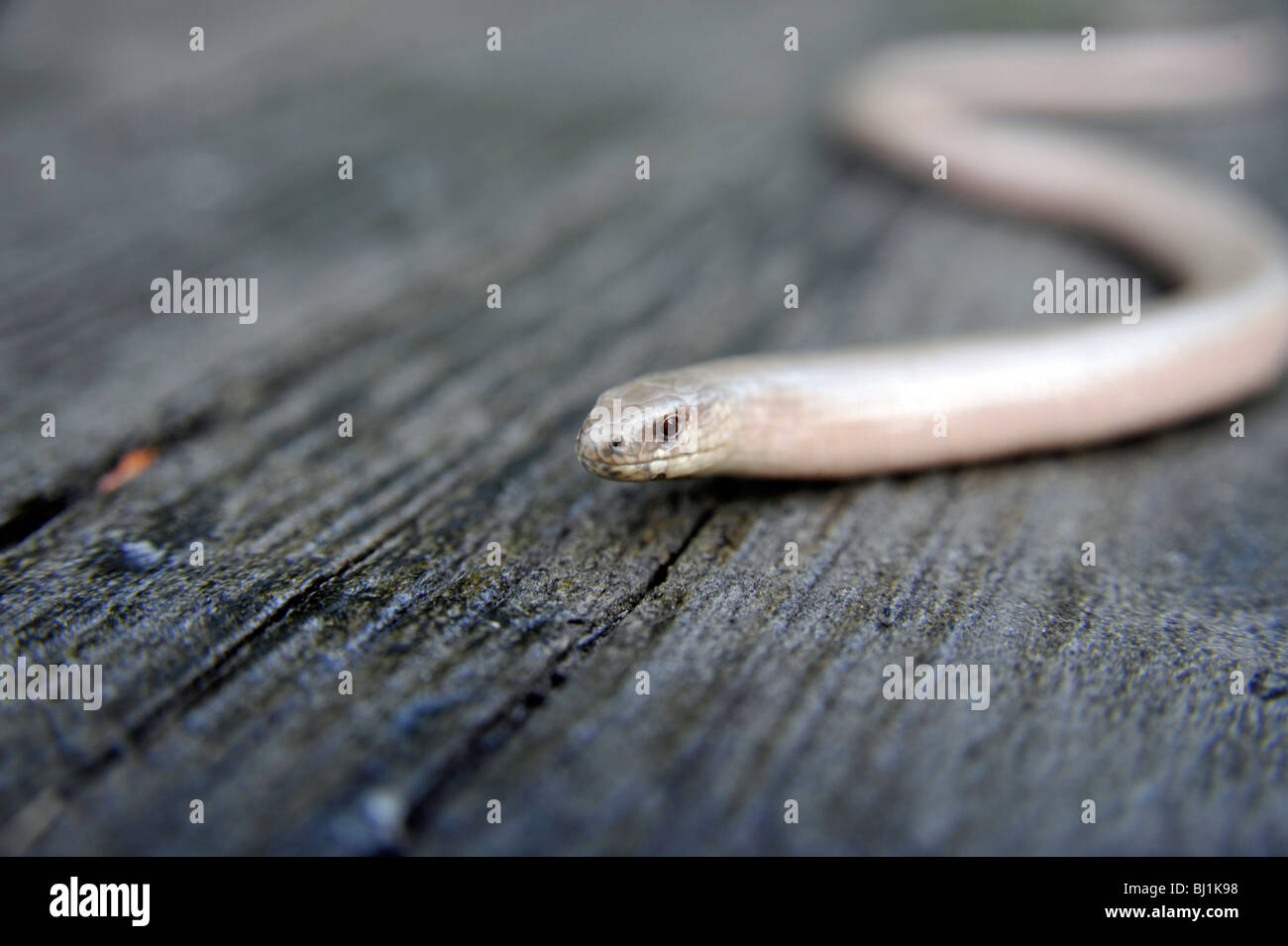 Langsam-Wurm auf eine Wasserrinne des Baumes Stockfoto