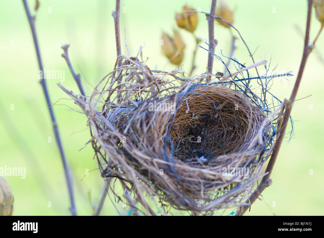 Leeres nest Stockfoto