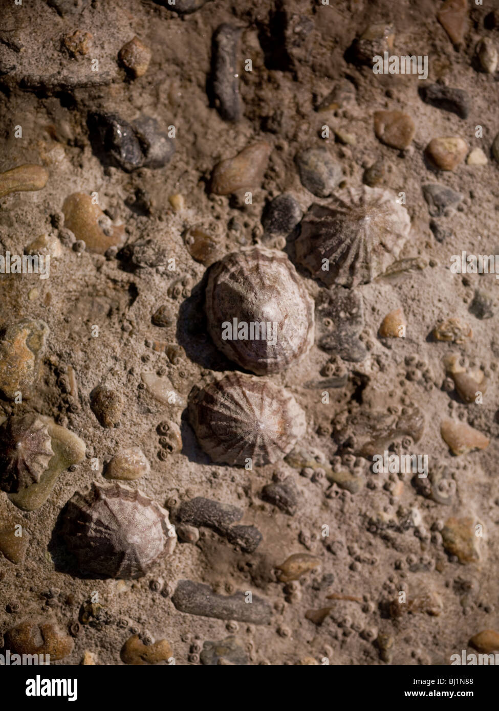 Konische napfschnecke Fotos und Bildmaterial in hoher Auflösung Alamy