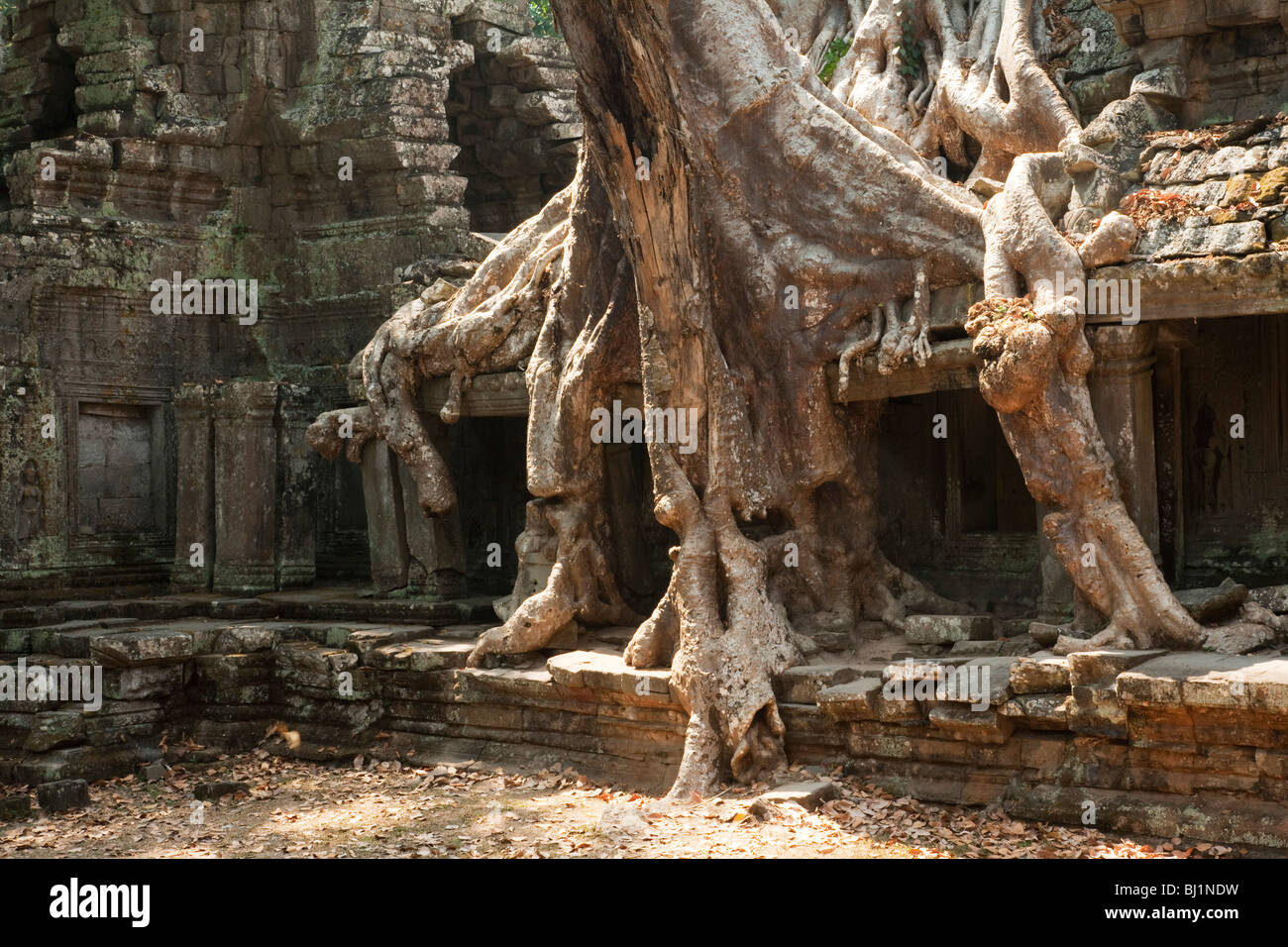 Ficus Strangulosa Baum, der über eine Tür in den antiken Ruinen von Angkor Wat Ort in Kambodscha Stockfoto