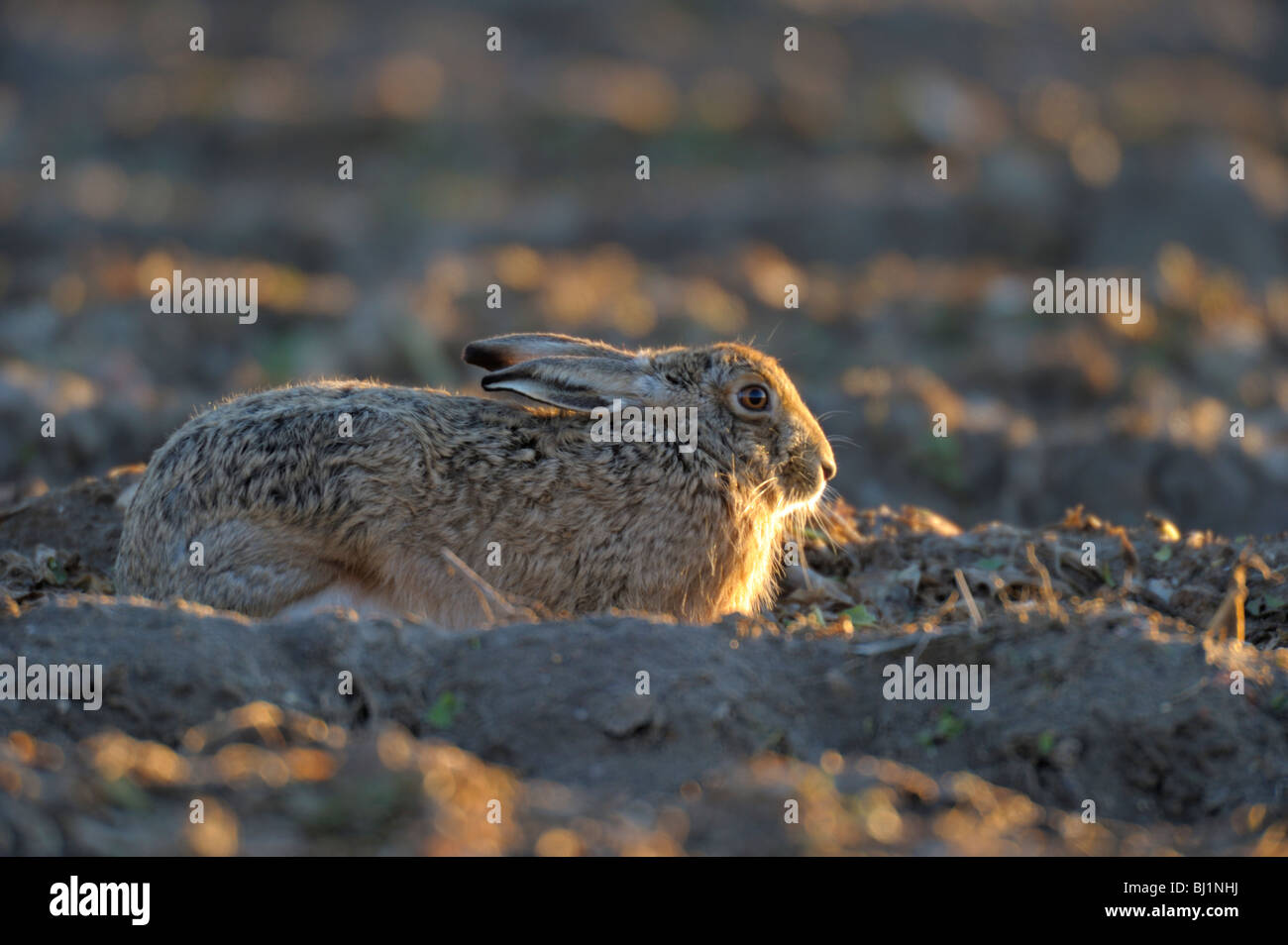 Brauner Hase Lepus europaeus Stockfoto