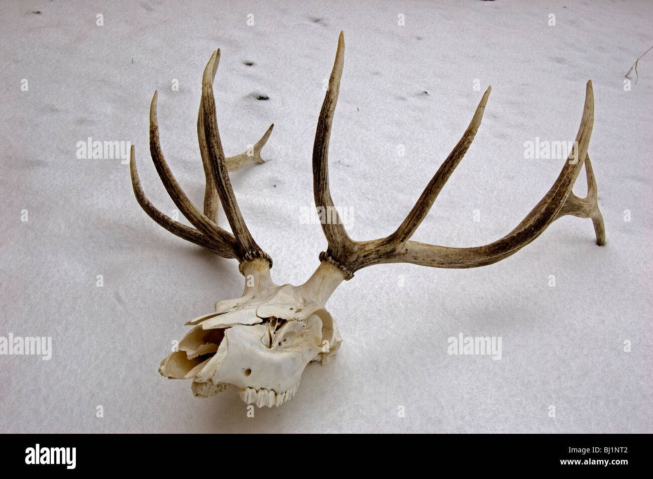 Deer skull mit Geweih im Winter schnee Stockfoto