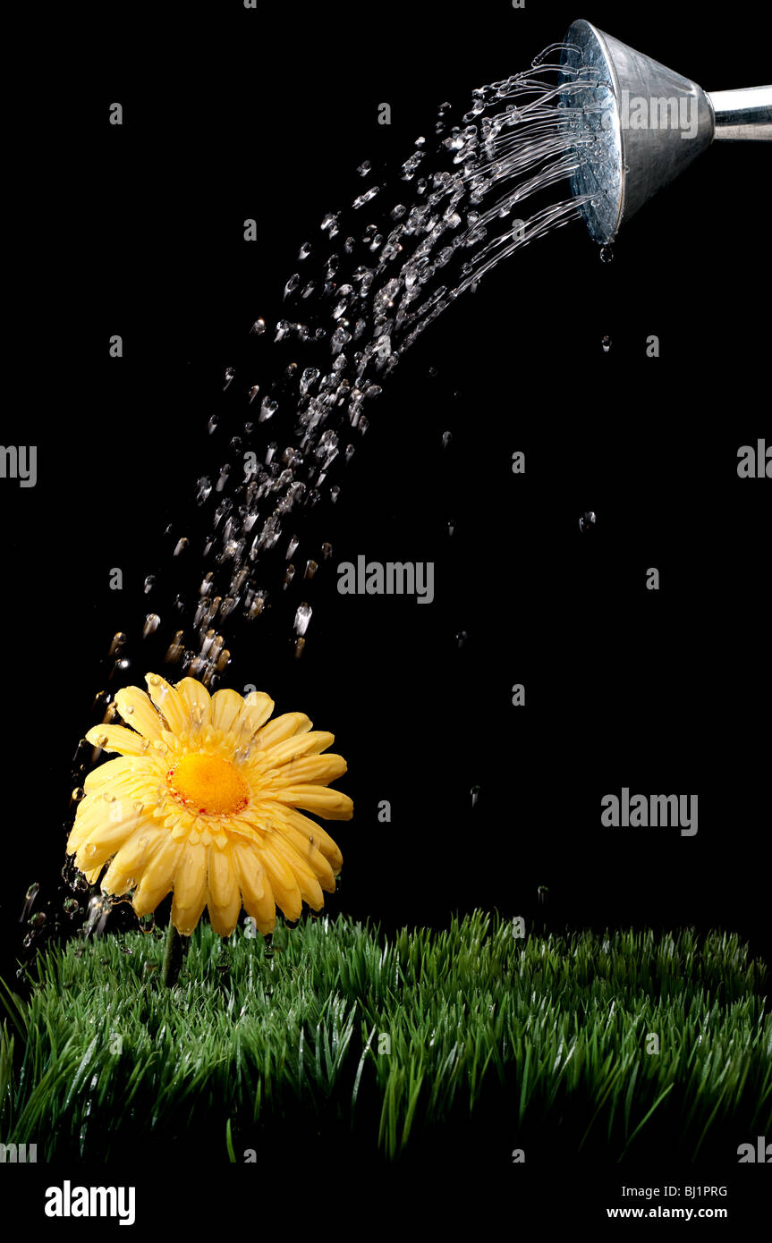 Ein gelbes Gänseblümchen bewässert, auf schwarz Stockfoto