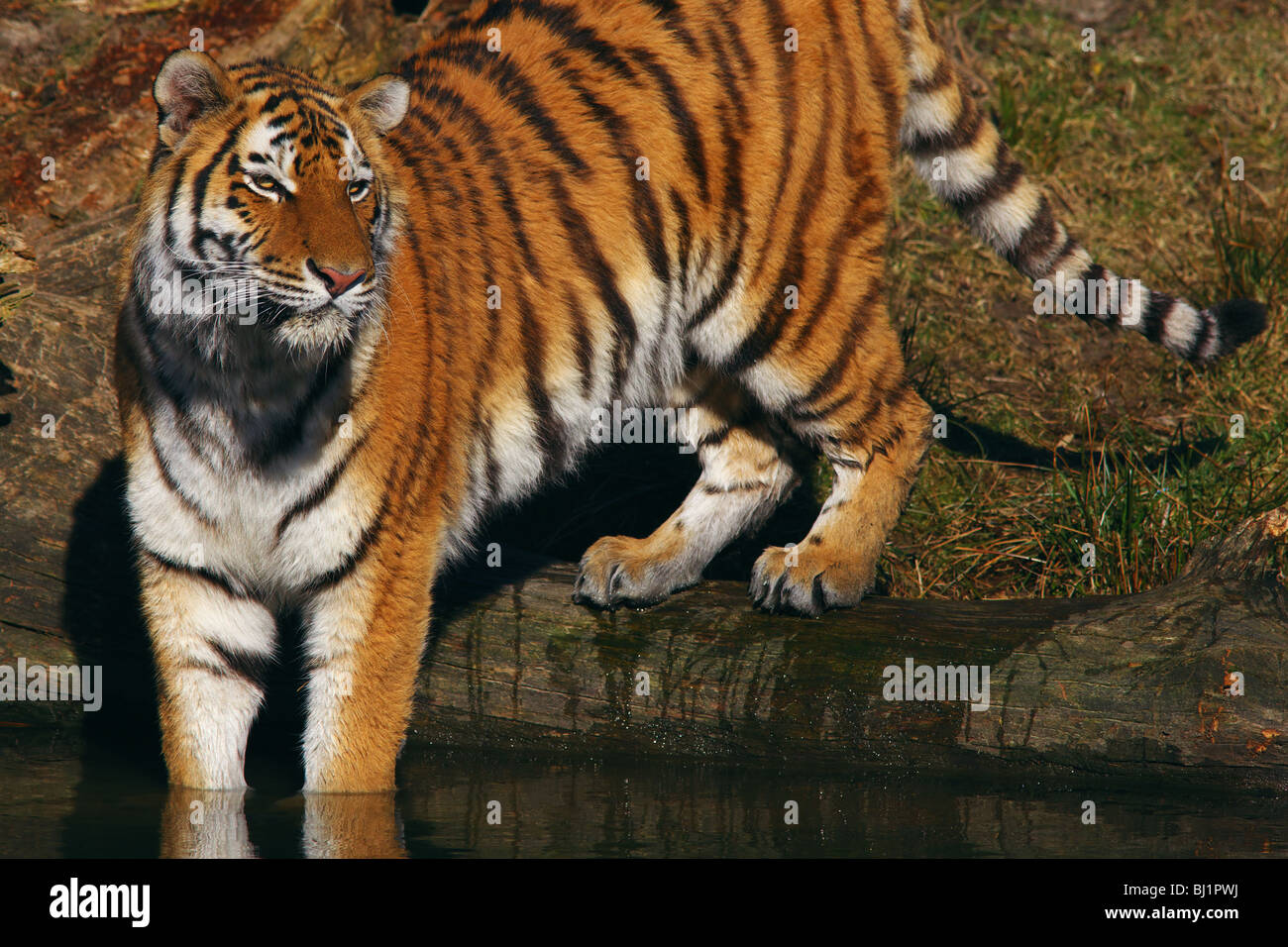 Nahaufnahme von einem sibirischen Tiger im Wasser Stockfoto