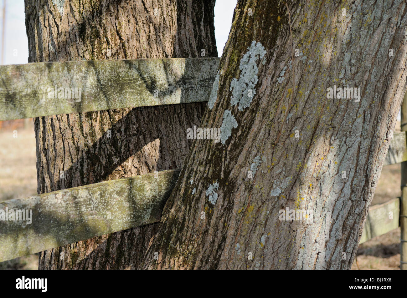 Holzzaun, gebaut zwischen den Gabeln eines Baumes, die Aufteilung der Grundstücksgrenze Stockfoto