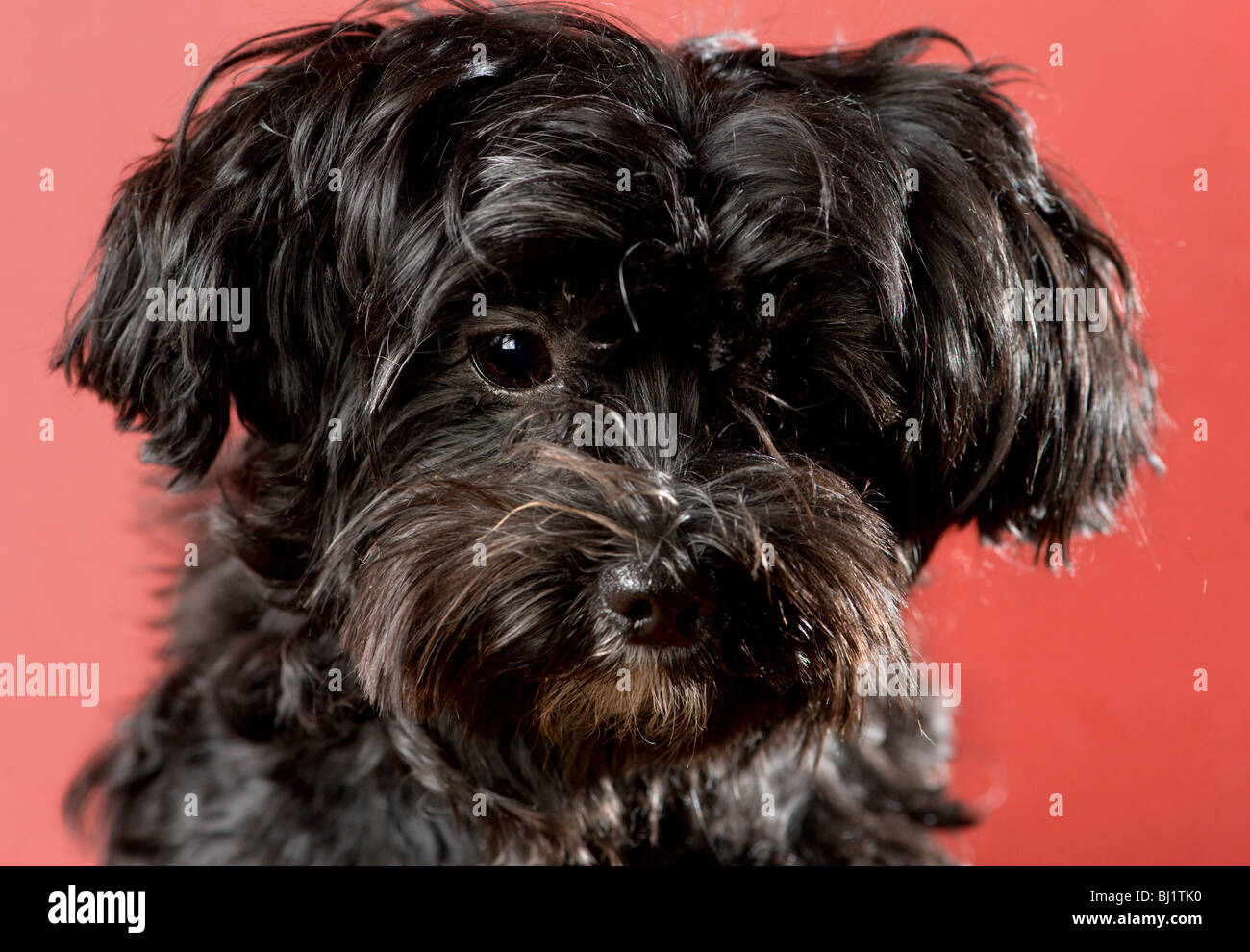 Porträt der eine traurig aussehende schwarze Malteser Yorkie Mix Hund  hautnah Stockfotografie - Alamy
