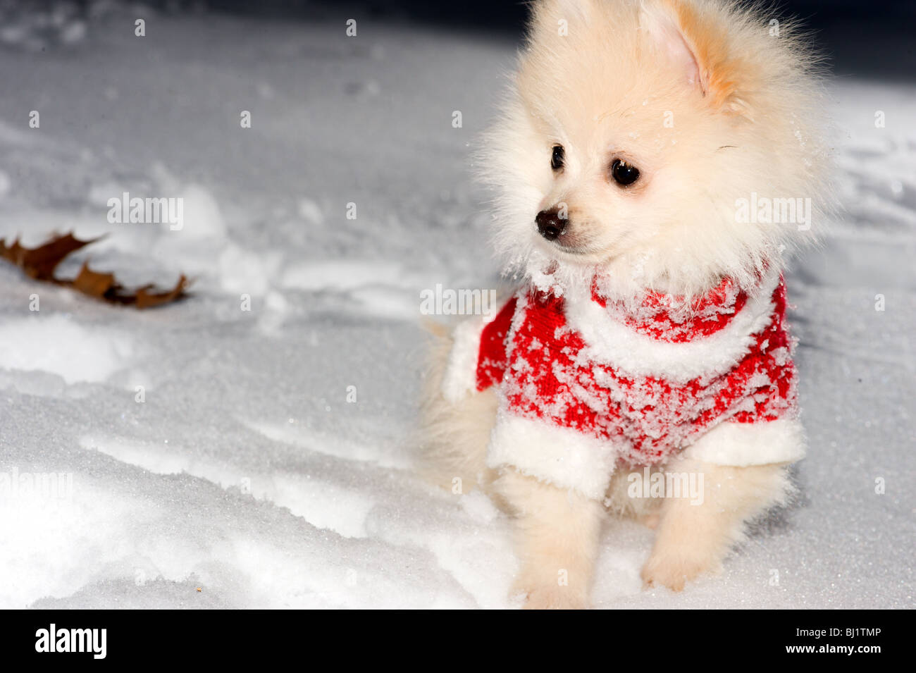 Creme farbigen Deutscher Zwergspitz Welpen in einen roten Santa Pullover im Schnee spielen Stockfoto