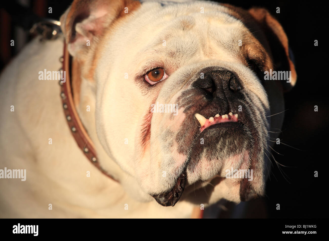 Bulldog-Porträt Stockfoto