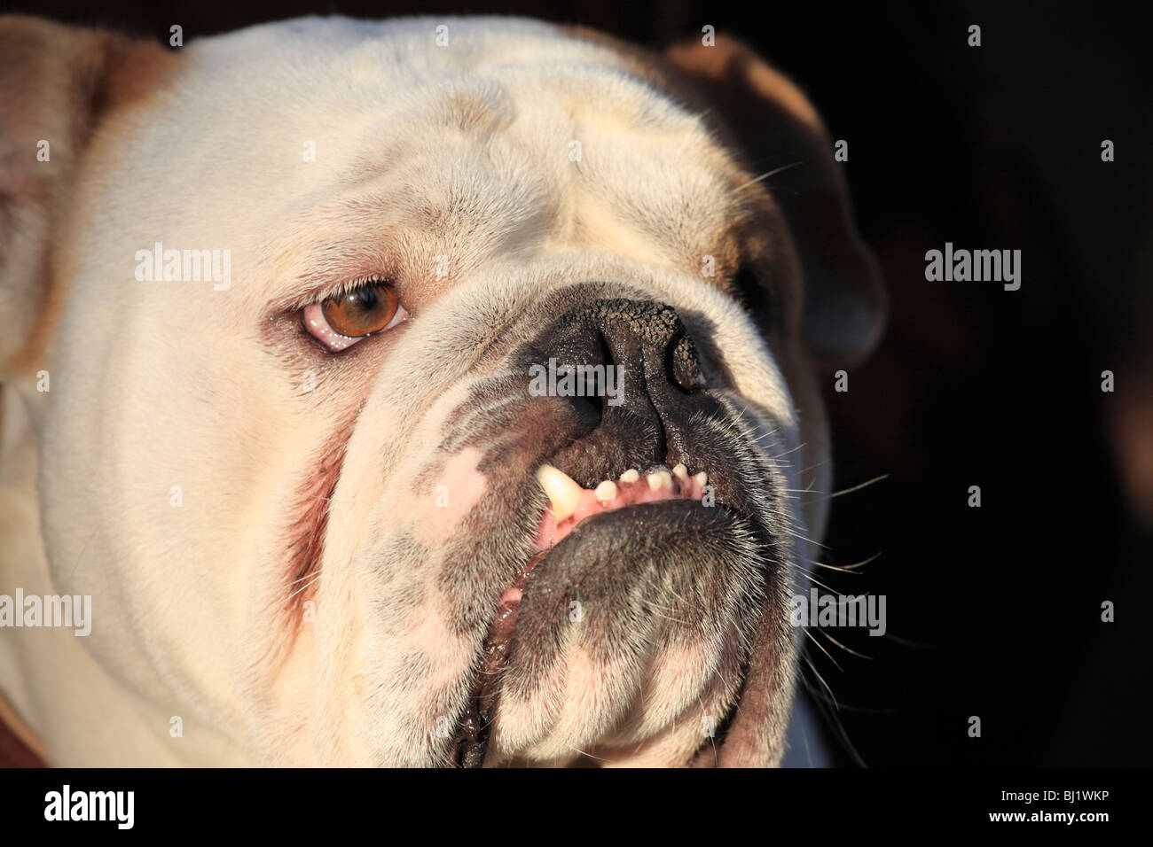 Bulldog-Porträt Stockfoto