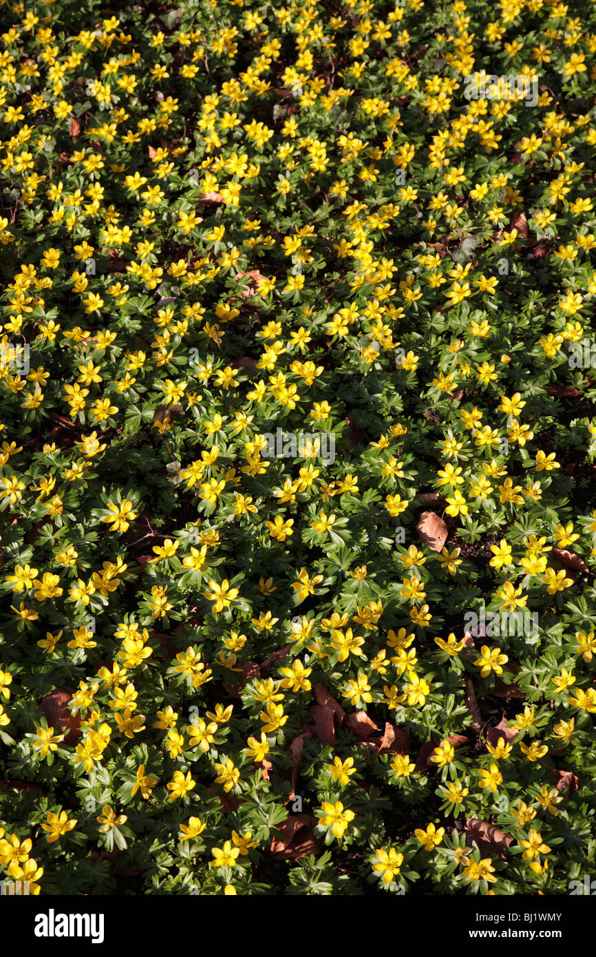 Winter Aconitum, Eranthis Hyemalis; Deutsch: Winterlinge Stockfoto