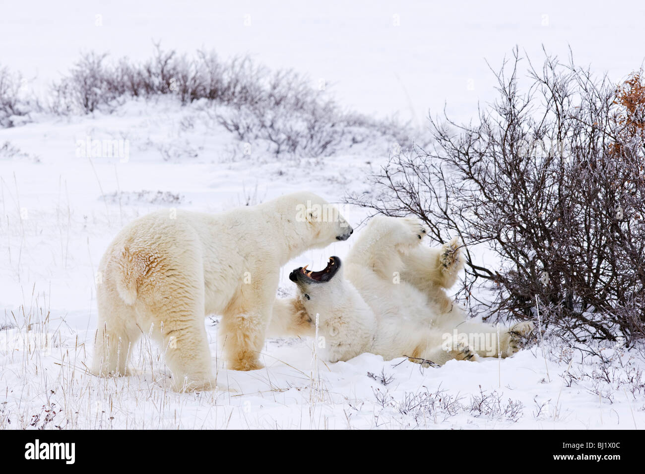 Eisbären (Ursus Maritimus) üben kämpfenden Fähigkeiten, Manitoba, Kanada Stockfoto