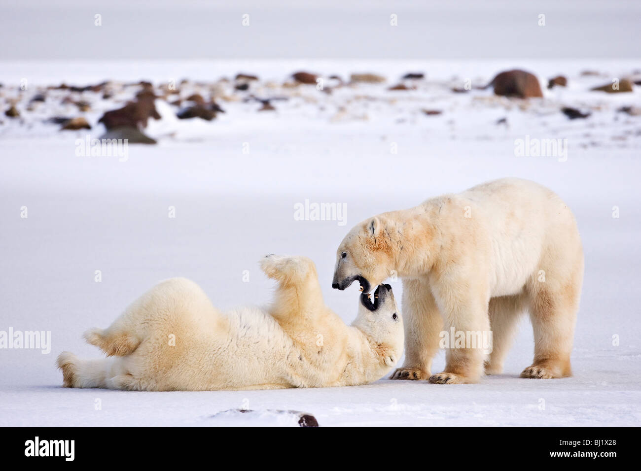 Eisbären (Ursus Maritimus) Holm erfahren zukünftige kämpfenden Fähigkeiten, Manitoba, Kanada Stockfoto