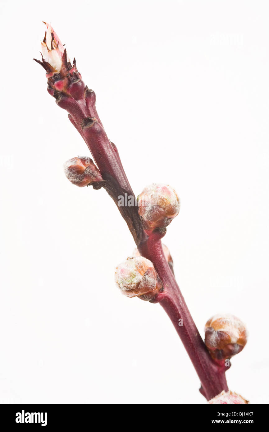 Extremität von einem Pfirsich-Baum im frühlingshaften Stockfoto