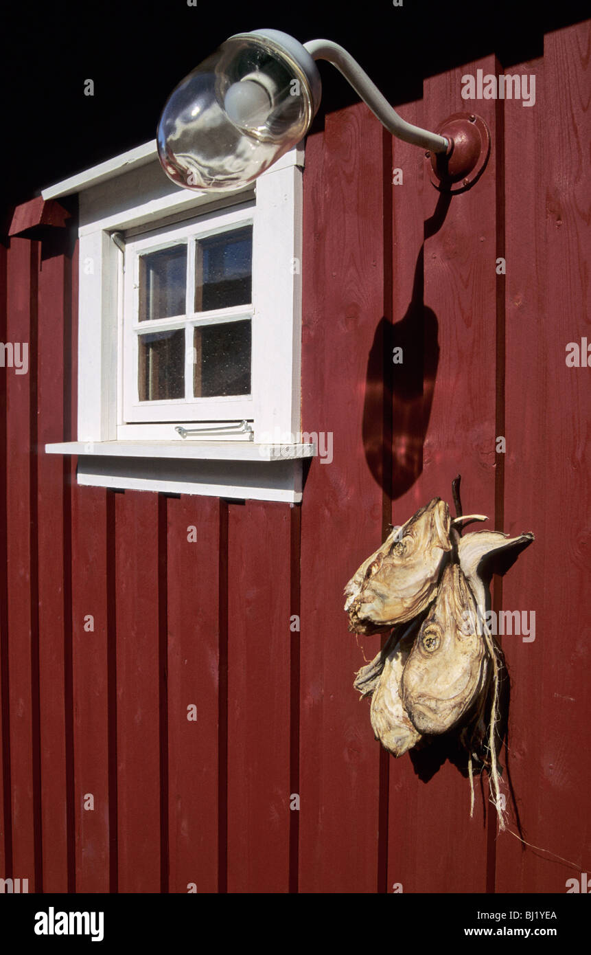 Fenster-Lampe und Stockfisch leitet - Lofoten-Inseln - Norwegen Stockfoto