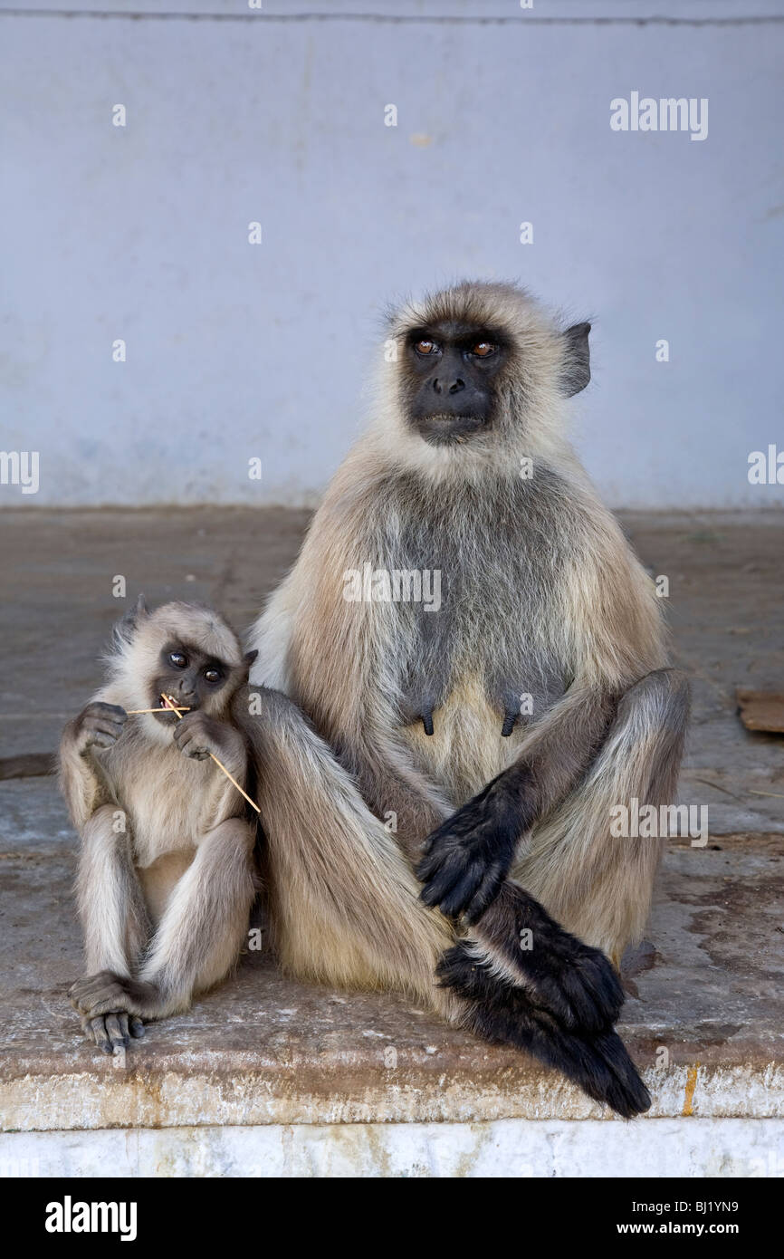 Graue Languren Mutter und ihr junges. Brahma Ghat. Pushkar. Rajasthan. Indien Stockfoto