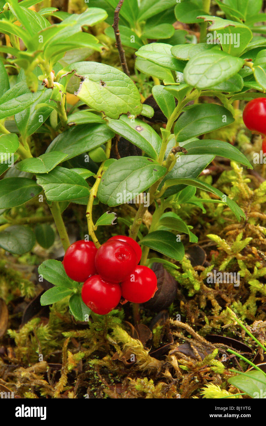 Preiselbeere Pflanze - Preiselbeere Anlage 17 Stockfoto