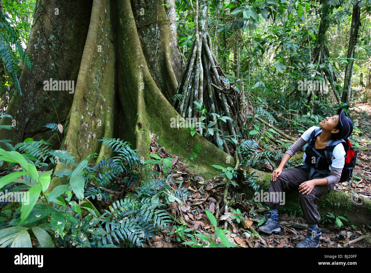 Panamaisches Mädchen und großer ceiba-Baum im Cerro Pirre im Darien-Nationalpark, Darien GAP, Provinz Darien, Republik Panama, Mittelamerika. Stockfoto